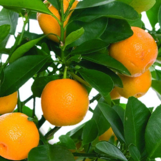 Orange Fruit Tree