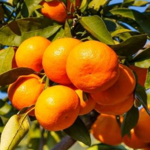 Owari Satsuma Mandarin Tree
