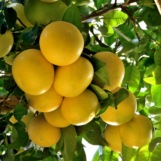 Ruby Red Grapefruit Tree 