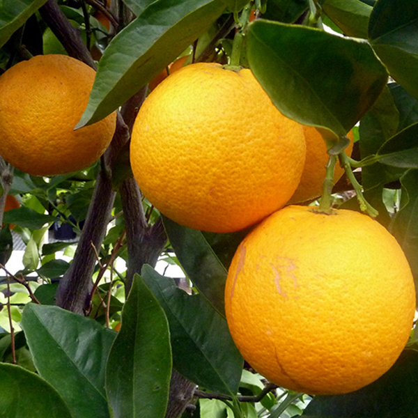 Navel Orange Tree