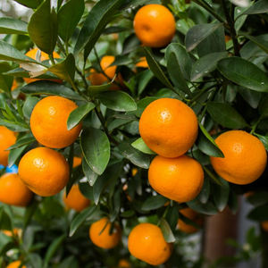 Owari Satsuma Mandarin Tree