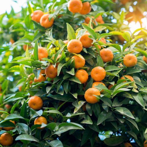 Owari Satsuma Mandarin Tree