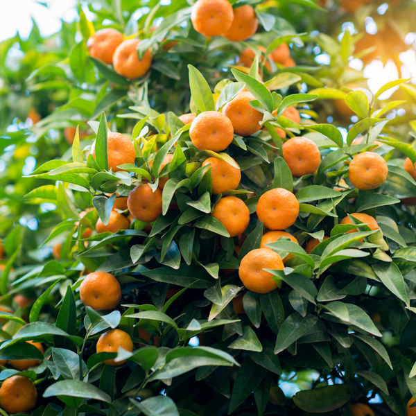 Owari Satsuma Mandarin Tree PlantingTree