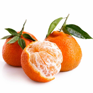 Owari Satsuma Mandarin Tree