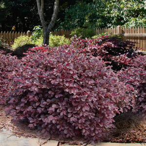 Crimson Fire Loropetalum
