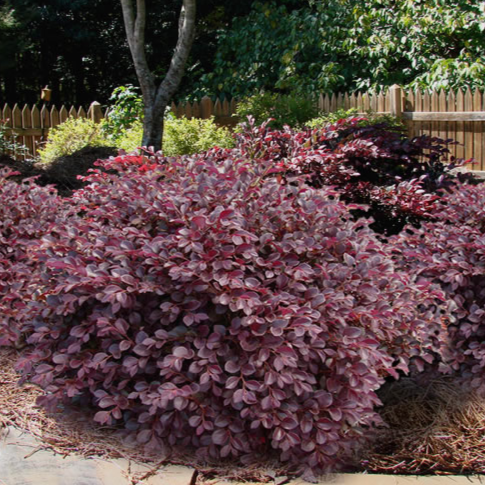 Crimson Fire Loropetalum