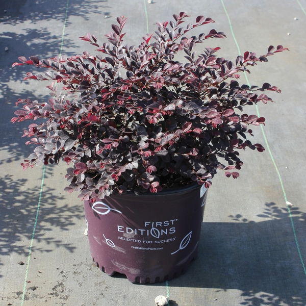 Crimson Fire Loropetalum