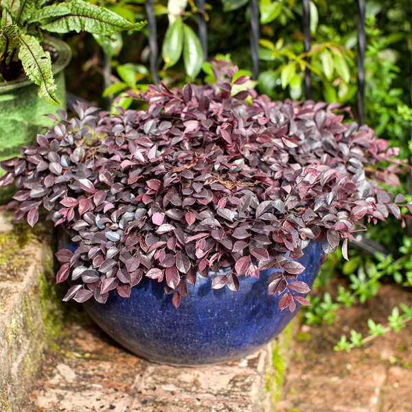 Crimson Fire Loropetalum