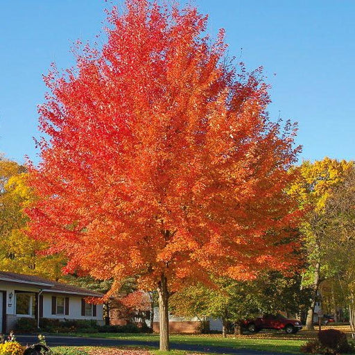 Autumn Blaze Maple with Red Leaves