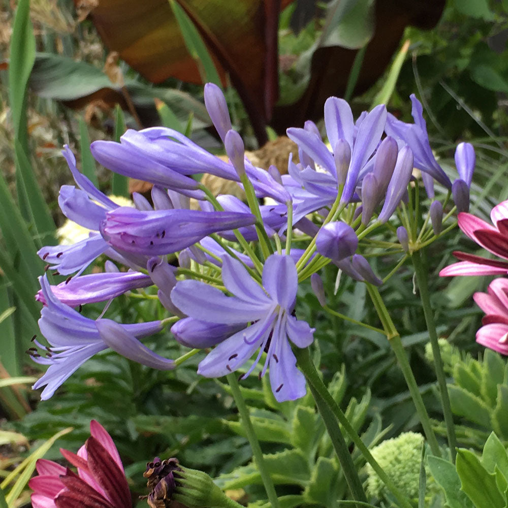 lavender lily plant Neverland Lily of the Nile Plant for Sale - PlantingTree.com