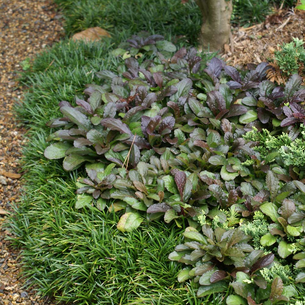 Ajuga Chocolate Chip Groundcover
