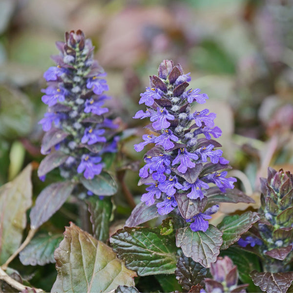Ajuga Chocolate Chip Groundcover