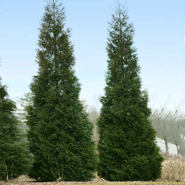 thuja columnaris American Pillar Thuja | Narrow Fast-Growing Privacy Tree - 1 Quart