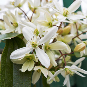 Armandii Snowdrift Clematis