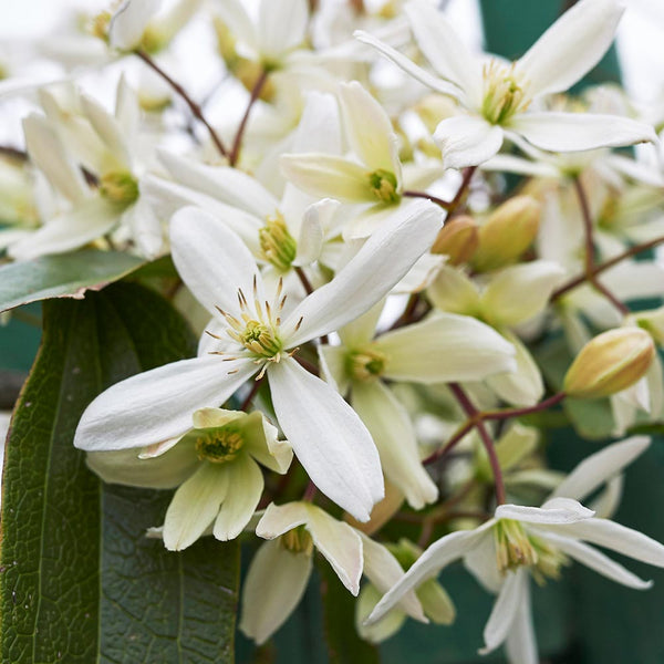 Armandii Snowdrift Clematis