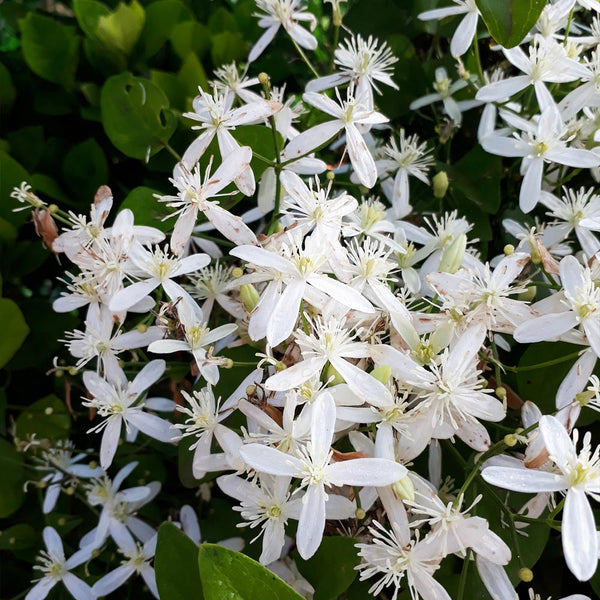 Armandii Snowdrift Clematis