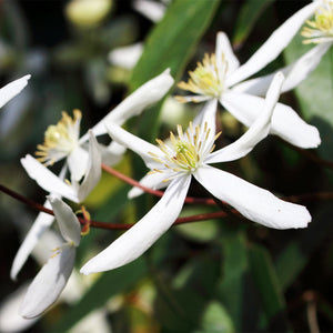 Armandii Snowdrift Clematis