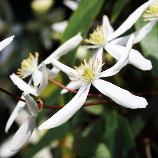 Armandii Snowdrift Clematis