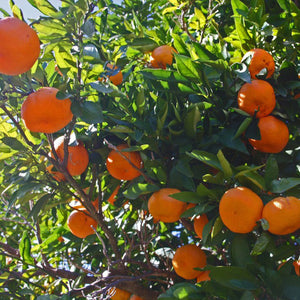 Arctic Frost Satsuma Tree