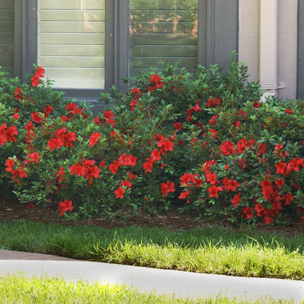 Autumn fire azalea hotsell