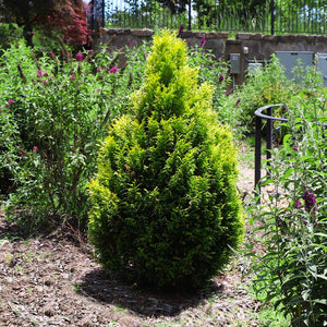 Berckman's Golden Arborvitae
