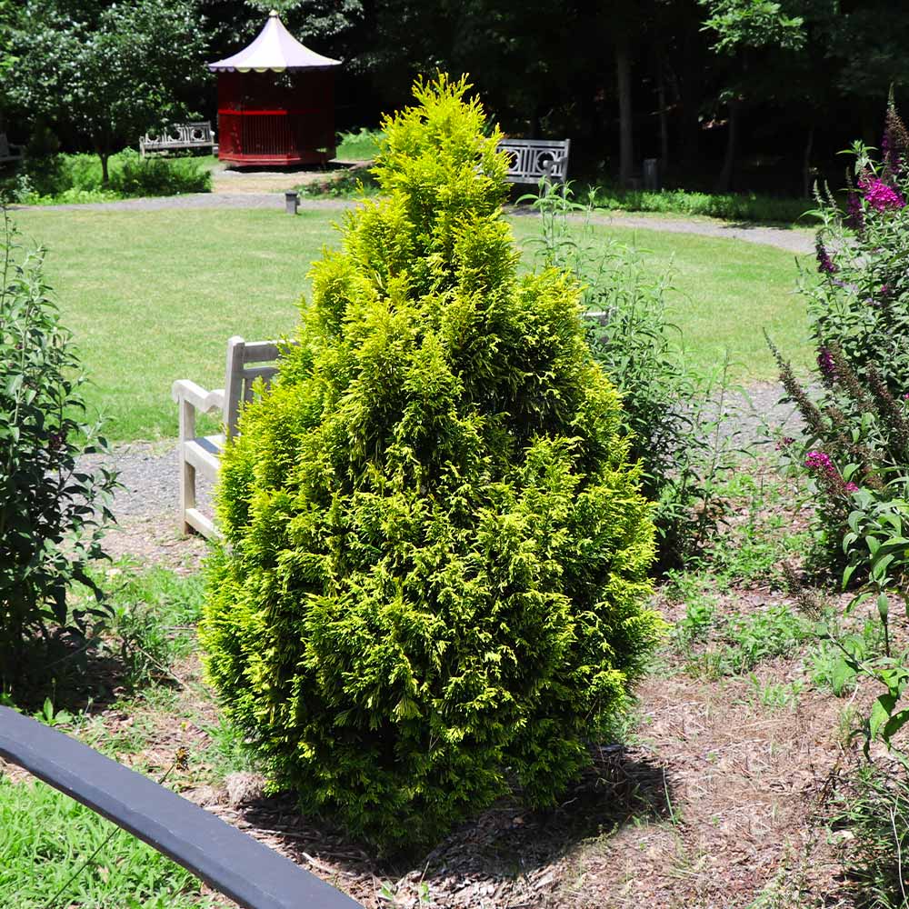 Berckman's Golden Arborvitae – A Unique, Compact Evergreen Tree