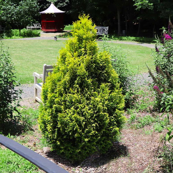 Berckman's Golden Arborvitae – A Unique, Compact Evergreen Tree