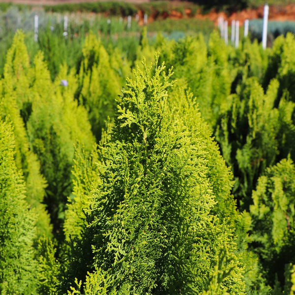Berckman's Golden Arborvitae