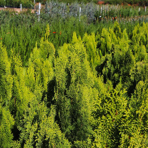 Berckman's Golden Arborvitae