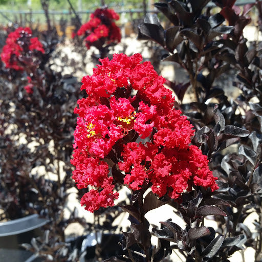 First Editions 18 Ruffled Red Magic Crape Myrtle Live Plant with Pot First Editions 18 Ruffled Red Magic Crape Myrtle Live Plant with Pot
