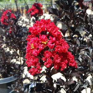Black Diamond Best Red Crape Myrtle