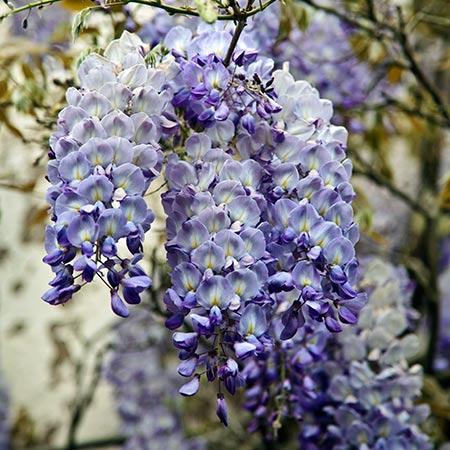 Flowers on Blue Moon Wisteria Vine