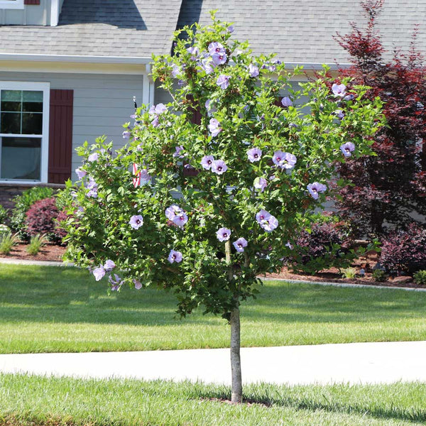 Azurri Blue Satin Rose of Sharon PlantingTree