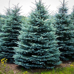 Blue Wonder Colorado Spruce