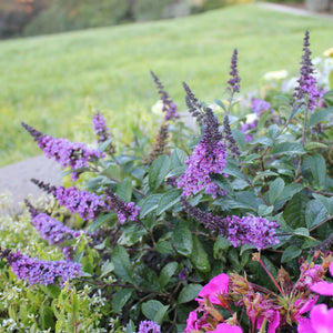 Lo and Behold Blue Chip Jr Butterfly Bush