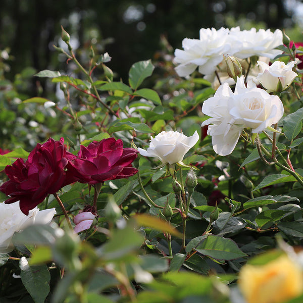 Burgundy Iceberg and Iceberg Two-fer® Rose Tree