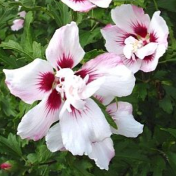 Lady Stanley Hibiscus Shrub