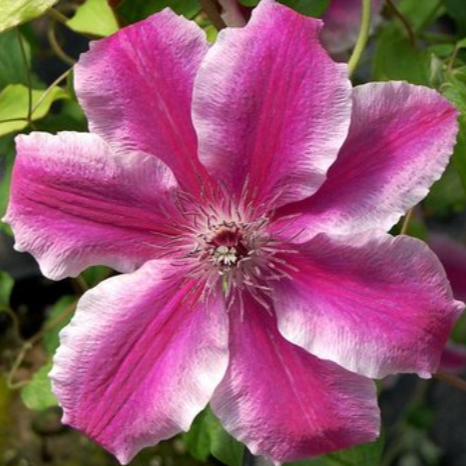 Pink Mink Clematis