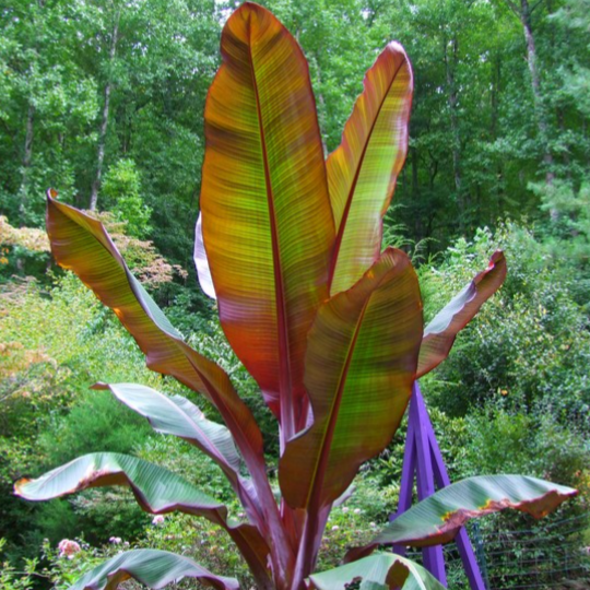 red banana indoor plant Rojo Red Banana