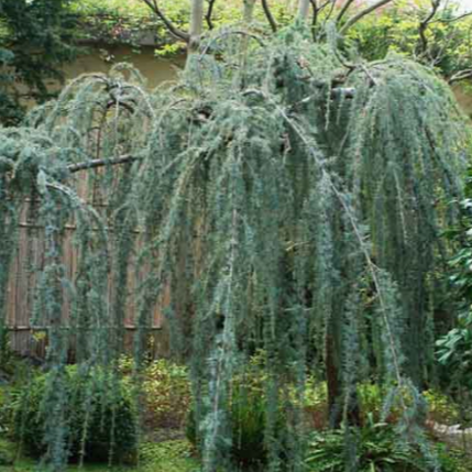 Weeping Blue Atlas Cedar Serpentine