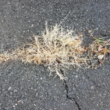 Lesco Three-Way Selective Spot Weeder