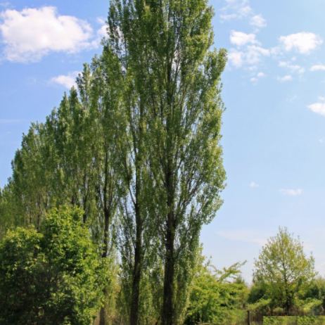 Lombardy Poplar