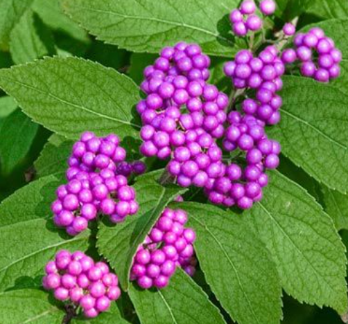 Early Amethyst Japanese Beautyberry