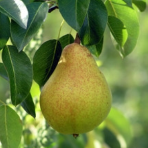 Kieffer Pear Tree