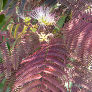 Summer Chocolate Mimosa Tree