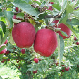 Red June Apple Tree For Sale - 4-5ft Bareroot