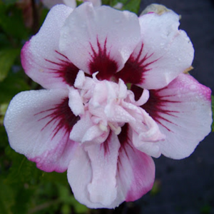 Hibiscus Lady Stanley Shrub