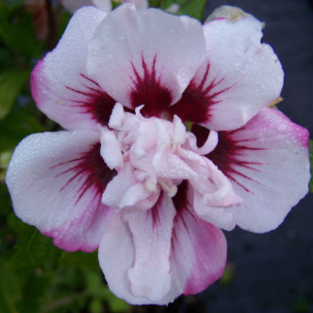 Hibiscus Lady Stanley Shrub