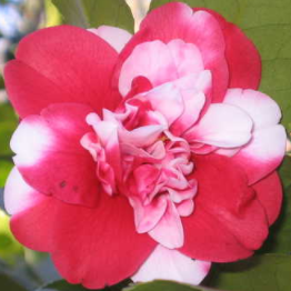 Governor Mouton Camellia