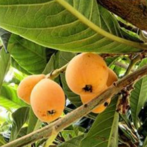 Loquat Tree